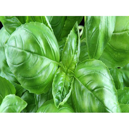 ΒΑΣΙΛΙΚΟΣ 80gr