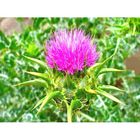 ΓΑΪΔΟΥΡΑΓΚΑΘΟ ΣΠΟΡΟΙ 120 gr