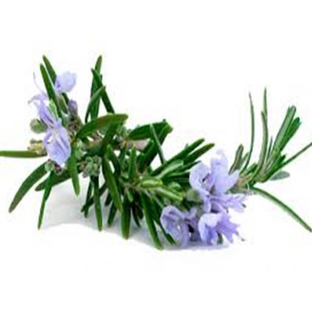 ΔΕΝΤΡΟΛΙΒΑΝΟ 70 gr