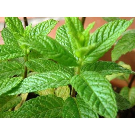 ΔΥΟΣΜΟΣ 40 gr