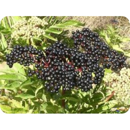 ΖΑΜΠΟΥΚΟΣ 35 gr