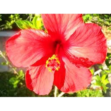 ΙΒΙΣΚΟΣ 75 gr