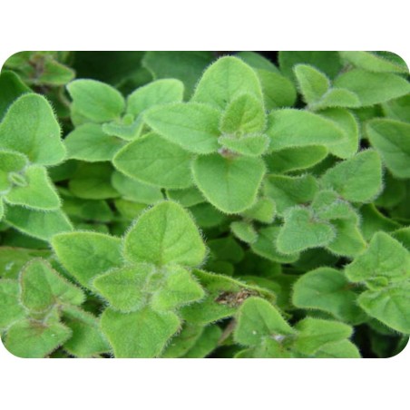 ΜΑΝΤΖΟΥΡΑΝΑ 65 gr