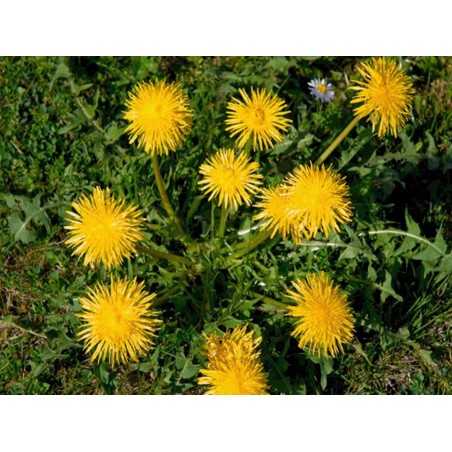 ΤΑΡΑΞΑΚΟ 65 γρ