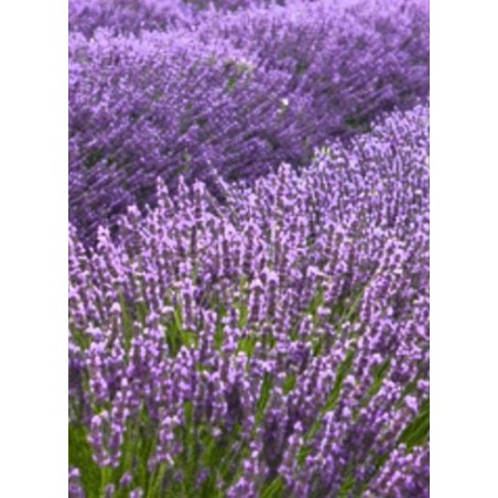 ΛΕΒΑΝΤΑ 40 gr