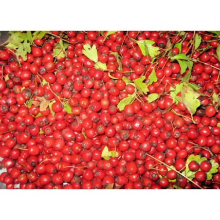 ΚΡΑΤΑΙΓΟΣ 50 γρ