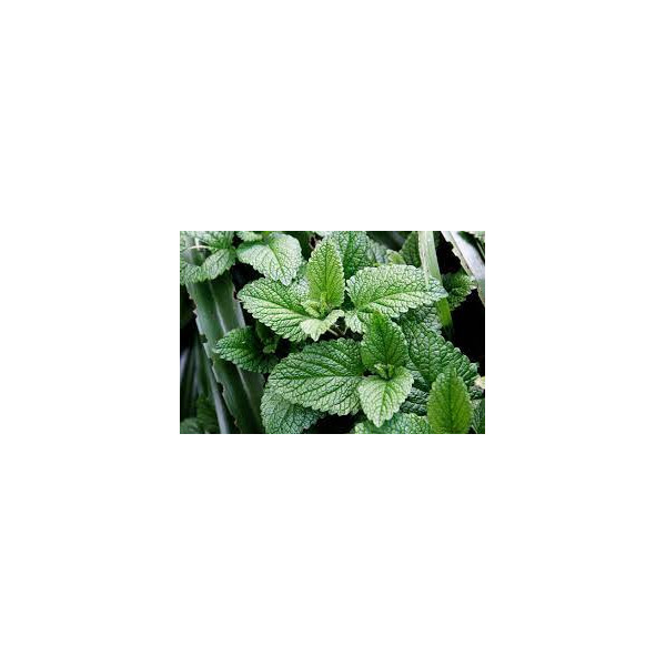 ΜΕΝΤΑ 45 ΓΡ 1 €