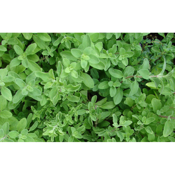 ΡΙΓΑΝΗ ΣΕΡΡΩΝ 80 ΓΡ. 1€