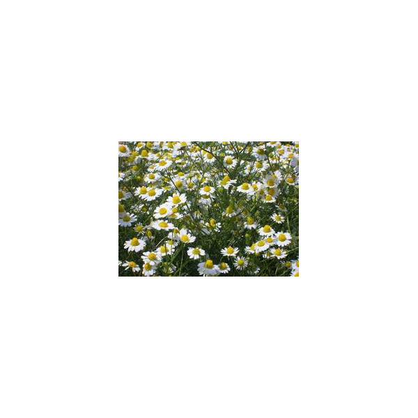 ΧΑΜΟΜΗΛΙ 30 ΓΡ 2 €