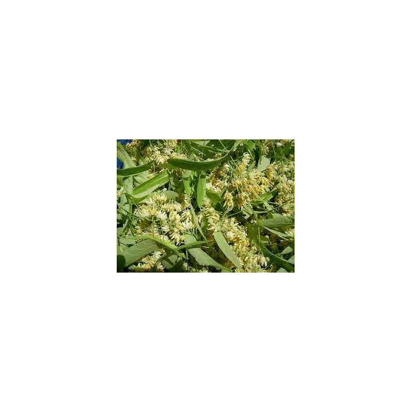 ΦΛΑΜΟΥΡΙ (ΤΙΛΙΟ) 30 ΓΡ 1,50 €